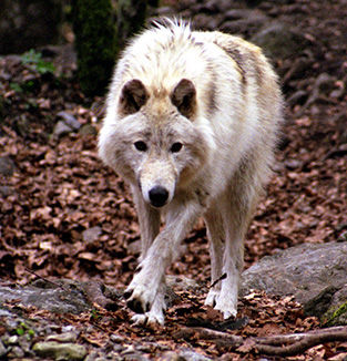 Loups.be - Ateka